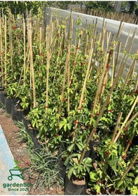 Resim Amerikan Duvar Sarmaşığı 10 Adet Tüplü Peyzaj Bitkisi 60-80cm 