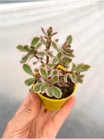 Resim Nura Botanik Sedum Tricolor 3 Renkli Sukulent 5.5 Cm Saksıda 