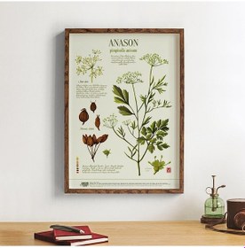 Resim Anason İşleri Anason Botanik. Poster 50x70cm 