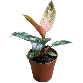 Resim Philodendron Birkin 'pink' 
