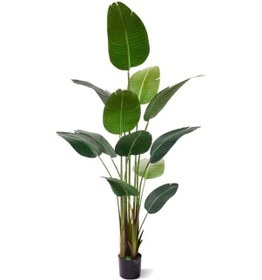 Resim Starliçe (Cennet Kuşu Çiçeği) Strelitzia Nicolai - 80 cm 3 Adet 