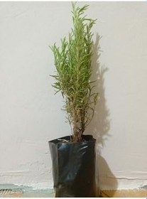 Resim 3 Adet Tüplü Saksılı Biberiye Fidesi 