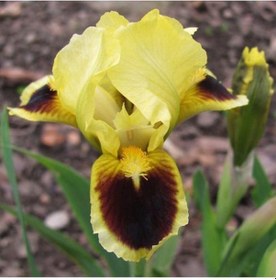 Resim 2 Adet Sarı-Kahve Iris (Süsen) Çiçeği Soğanı - ADAFDN0229 