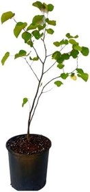 Resim Erguvan Ağacı Fidanı 1 Adet Saksılı/Tüplü 50-70Cm, BTS060624NA68 