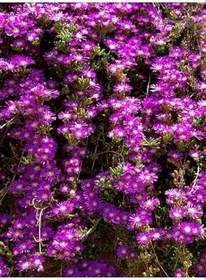 Resim Videolu Acem Halısı Çiçeği Fidesi Fidanı 30 Adet Tüplü 5-10 Cm (Drosanthemum Floribundum) 