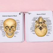 Resim İnsan İskeleti Flash Kartları - Ön/Ardı ve Latince Nomenklaturası ile Etiketlenmiş 206 Kart | Tıp Okulu Çalışma Rehberi, Öğrenciler, Doktorlar, Hemşireler için Anatomik Şema | Kemik Sistemi Diyagramı ve Anahtar Terimler & Kemik İşaretlemeleri | My Cards 