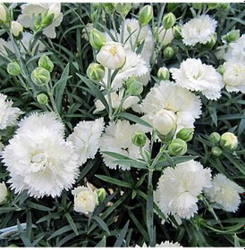 Resim Beyaz Çin Karanfili Çiçeği 20 Adet 