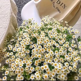 Resim 260 Yapay Gülü - Beyaz ve Sarı Çiçekler, Düğünler, Ev Dekoru, Ofis ve Bahçe Düzenleri için Mükemmel, Düğün Dekorasyonları, Duvar Asılı Çiçekler, Bahçe Dekorasyonları | Romantik Çiçek Düzeni | Dayanıklı Plastik Çiçekler, Çiçek Dekorasyonları 