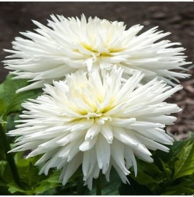 Resim Dev Çiçekli White Lace Dahlia Yıldız Çiçeği Soğanı Yumrusu 1 Ade 