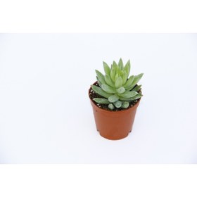 Resim Tunç Botanik SEDUM NİCAEENSİS 10 ADET SUKULENT 