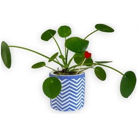 Resim Çin Para Bitkisi | Mini Pilea | Mavi Saksıda 