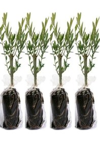 Resim Videolu 10'lu Zeytin Fidanı 30-40 Cm Tüplü Iç Mekan Bitkileri Olive Sapling 