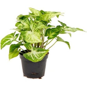 Resim Canlı Melek Kanadı Çiçeği 1 Adet Saksılı İç Mekan Sarmaşık Bitki 