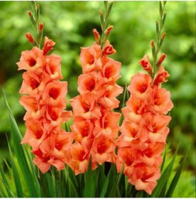 Resim Turuncu Renk Glayöl Soğanı 5 Adet 