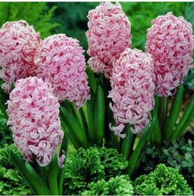 Resim Anne Marie Pink Sümbül Soğanı 3 Adet 