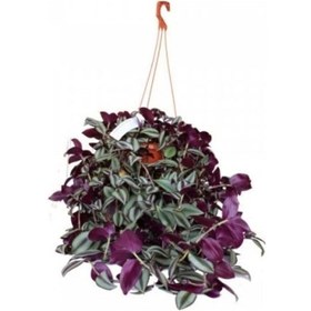 Resim Mor Telgraf Çiçeği Askılı Saksıda 