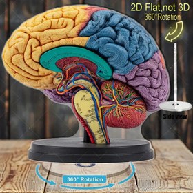 Resim 360° Dönen İnsan Beyin Anatomisi Modeli - Elektrik Gerektirmez, Etiketli Beyin Bölgeleri ile, Tıp Öğrencileri, Nöroloji Eğitimi, Sınıf, Ofis, Ev Dekoru için - Halloween, Noel, Nöroloji için İdeal Nöroloji Hediyesi - Dayanıklı Akrilik Yapı, Eğitici Aracı, Detaylı Replik, Yüksek Kaliteli Baskı, Etiketli Şema, Bilim Öğretmenleri, 2D Düz 