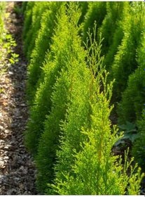 Resim Videolu Limon Kokulu Limon Selvi Fidanı (30 40 Cm)15 Adet Tüplü Dış Mekan Ağaç Cupressus Macrocarpa 