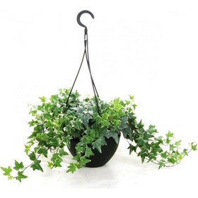 Resim Mini Hedera Alacalı Salon Sarmaşığı- (Hedera Helix Variegata) As 