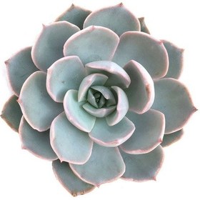 Resim Echeveria Morning Beauty Sabah Güzeli Sukulent 20 Adet 