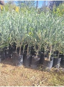 Resim Bol Verimli Sofralık Zeytin Fidanı 10 Adet Tüplü 50-70Cm Dış Mekan Ağaç 