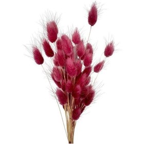 Resim Kuru Çiçek Doğal Bordo Açık Pamuk Otu 10gram 1. Kalite Şoklanmış Bozulmaz 