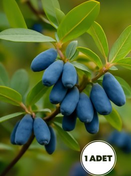 Bahçevilya Kuşburnu Fidanı (Rosa Canina) 40-60 cm Yüksekliğinde 1-2 Yaş Arası Saksılı - 3 Adet