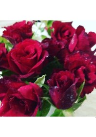 Resim Tüplü Dikensiz Kokulu Kırmızı Red Love Gül Fidanı 
