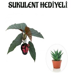 Resim Çiçekli Çilli Begonya Çiçeği Sevgililer Gününe Özel Sukulent 