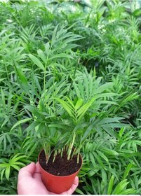 Resim AREKA PALMİYESİ 5 ADET 20-25 cm - HEDİYELİK SALON OFİS BİTKİSİ 