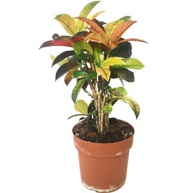 Resim Codiaeum Variegatum 'Mrs Iceton' (Kraton Çiçeği) Ø17 CM Y45-50 CM 