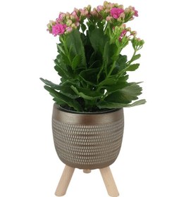 Resim Pembe Kalanşo Gold Damla Saksıda Kalanchoe 