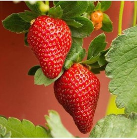Resim 75 Adet Rubugen Çilek Fidesi Açık Köktür Taze Söküm Frigo 