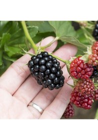 Resim Tüplü Aromalı Dikensiz Jumbo Böğürtlen Fidanı 