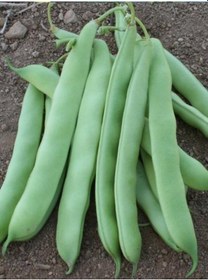 Resim +100 Adet Oturak Gına Fasulye Tohumu 