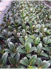 Resim Hediyelik Mini Boy Kauçuk Çiçeği Canlı Yapraklı 20-45Cm (Ficus Elastica), SRD1322025BYB03 