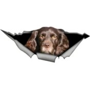Resim Tsc Kahverengi Cocker Spaniel Cinsi Köpek Sicker Yapıştırma 20 cm 