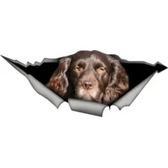 Resim Tsc Kahverengi Cocker Spaniel Cinsi Köpek Sicker Yapıştırma 20 cm 