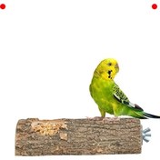 Resim NETWORK ART Doğal Ağaç Kuş Tüneği ve Yemlik - 15 cm 