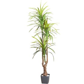 Resim Euroflora HDYEN01065 Yapay Dracena Ağacı Gerçek Dokulu 3 Dallı Yeşil 200 cm 