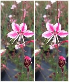 Resim Videolu Pembe/Beyaz Gaura Çiçeği Fidanı 2 Adet 40-60 Cm Dış Mekan Ağaçları Lindheimeri 
