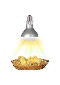 Resim Isıtıcı Ampul 100 Watt 