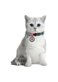 Resim Collar Qr Pasaportlu Ethno Kedi Boyun Tasması Çok Renkli 20-30 CM 