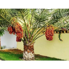 Resim Saksılı Phoenix Canariensis Hurma Palmiyesi Ağacı 5 Yaş 