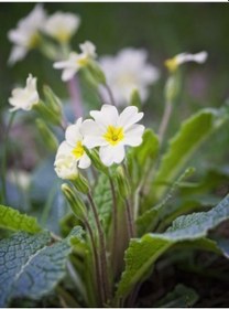 Resim 2 adet Canlı Çuha Çiçeği Primula - 5-15 Cm Boyunda, Dikime Hazı 