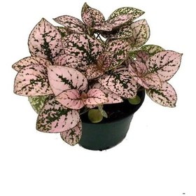 Resim Zarif Pembe Yapraklı Hostes Çiçeği Sevgililer Gününe Özel Kurdele Çiçeği Hediyeli 