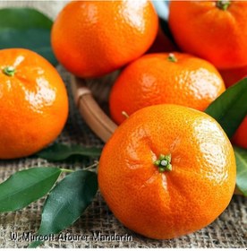 Resim Tüplü Aşılı Aromatik Kokulu Verimli W.murcot Mandalina Fidanı 