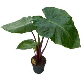 Resim Alocasia 'ımperial Red' Fil Kulağı Ø19 Cm H70-80 Cm 