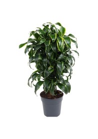 Resim Dracaena Fragrans Dorado Bitkisi Xl Boy 