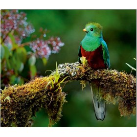 Resim Olinpa Cam Ocak Arkası Koruyucu | Kuş 